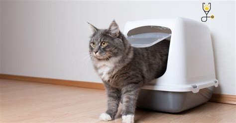 Unveiling the Science Behind Cats' Instinctual Use of Litter Boxes